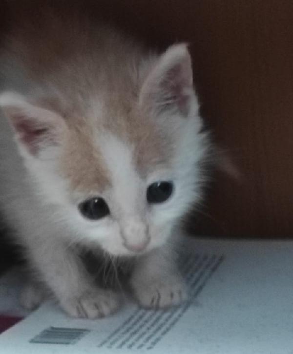 ANGY è uno splendore di micia Foto 2